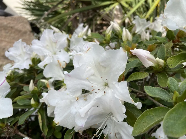 Rhododendron 'Roblex' (Autumn Lily®) flower