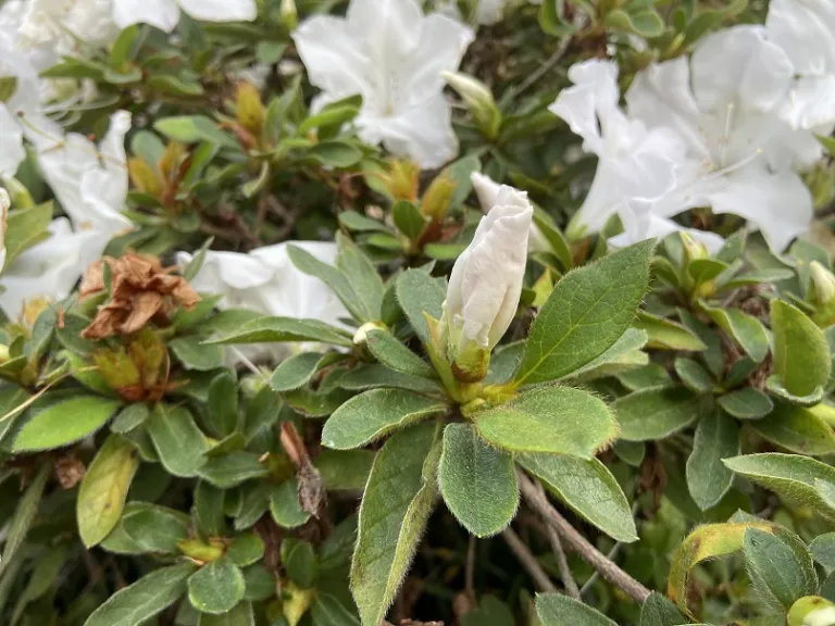 Rhododendron 'Roblex' (Autumn Lily®) flower bud