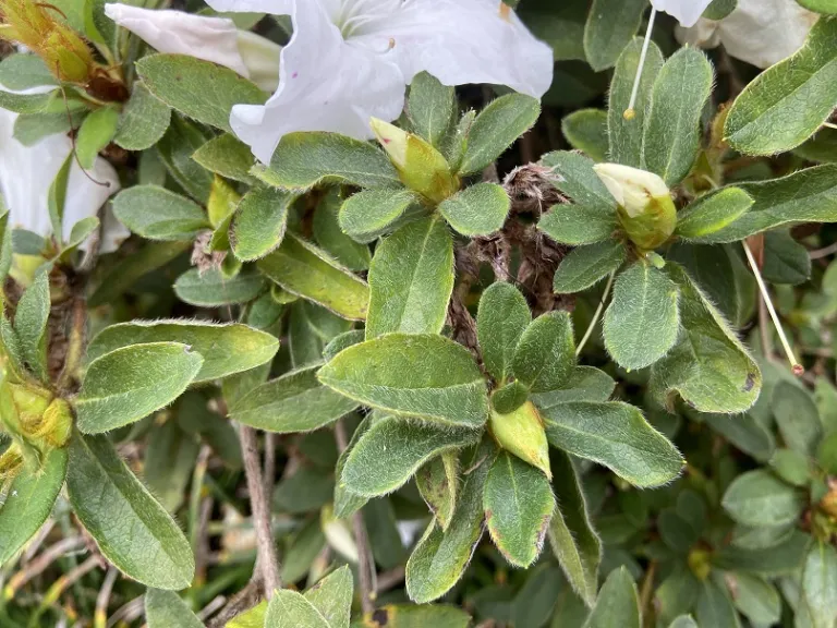Rhododendron 'Roblex' (Autumn Lily®) foliage and flower buds