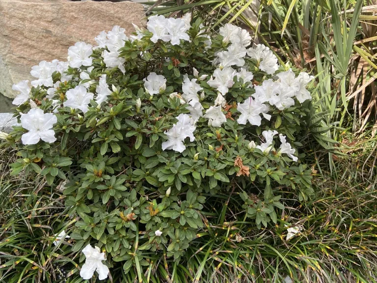 Rhododendron 'Roblex' (Autumn Lily®) habit