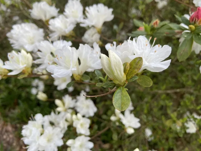 Rhododendron 'Snow' flower bud