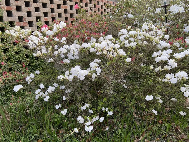 Rhododendron 'Snow' flowering habit