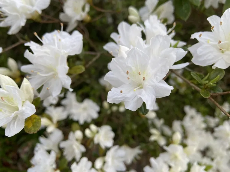 Rhododendron 'Snow' flowers