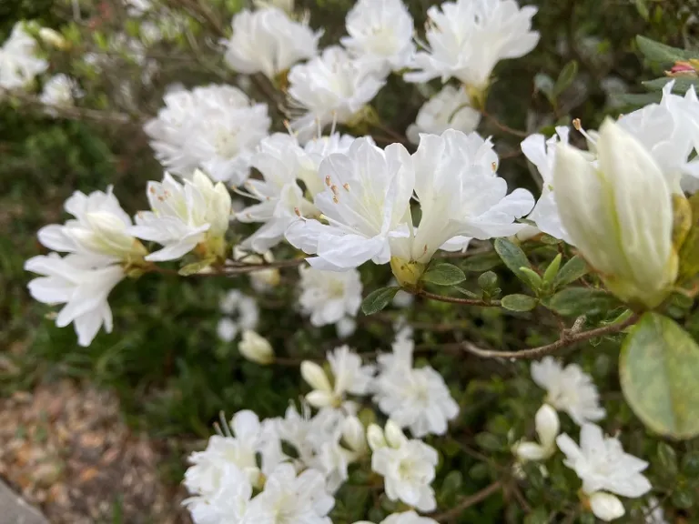 Rhododendron 'Snow' flowers