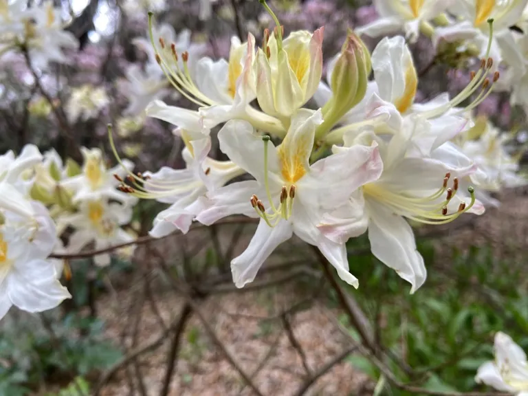 Rhododendron × 'High Tide' flower