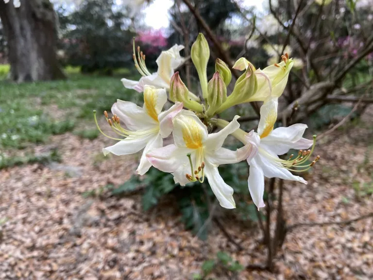 Rhododendron × 'High Tide' flower