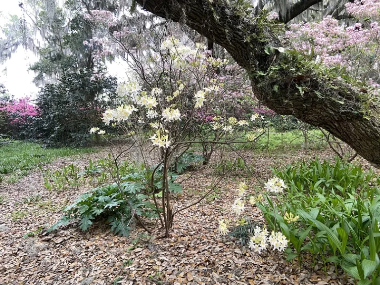 Rhododendron × 'High Tide' flowering habit