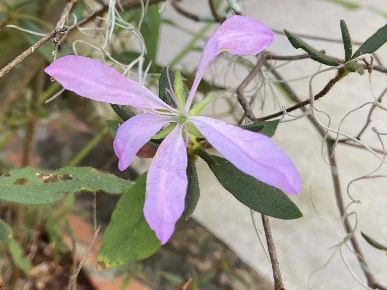Rhododendron × 'Koromo Shikibu' flower