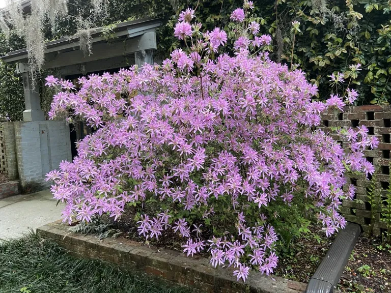Rhododendron × 'Koromo Shikibu' flowering habit
