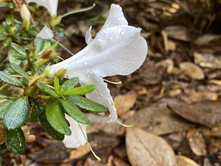 Rhododendron × 'RLH1-3P3' (Bloom-A-Thon® White) flower