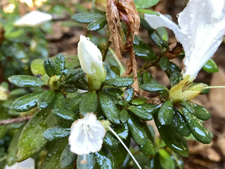 Rhododendron × 'RLH1-3P3' (Bloom-A-Thon® White) flower bud