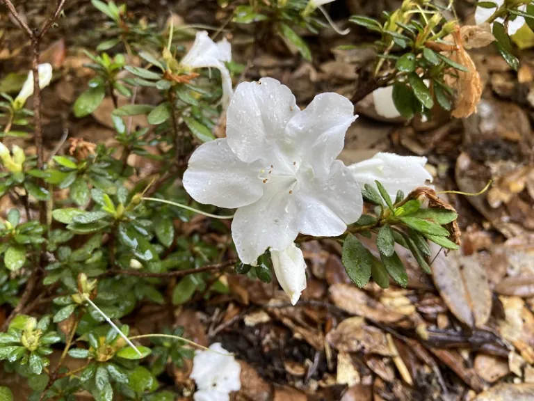 Rhododendron × 'RLH1-3P3' (Bloom-A-Thon® White) flower