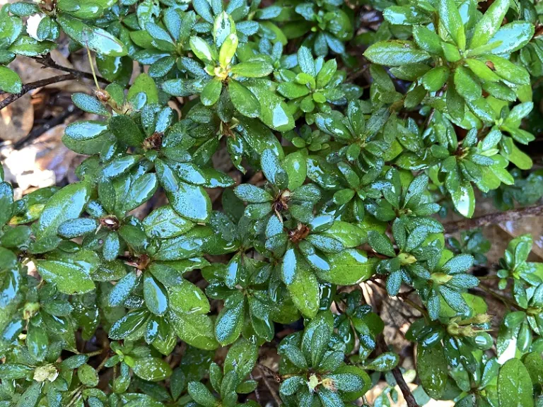 Rhododendron × 'RLH1-3P3' (Bloom-A-Thon® White) foliage