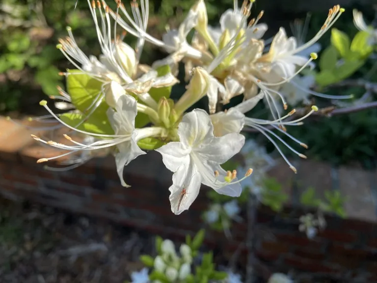 Rhododendron alabamense flower