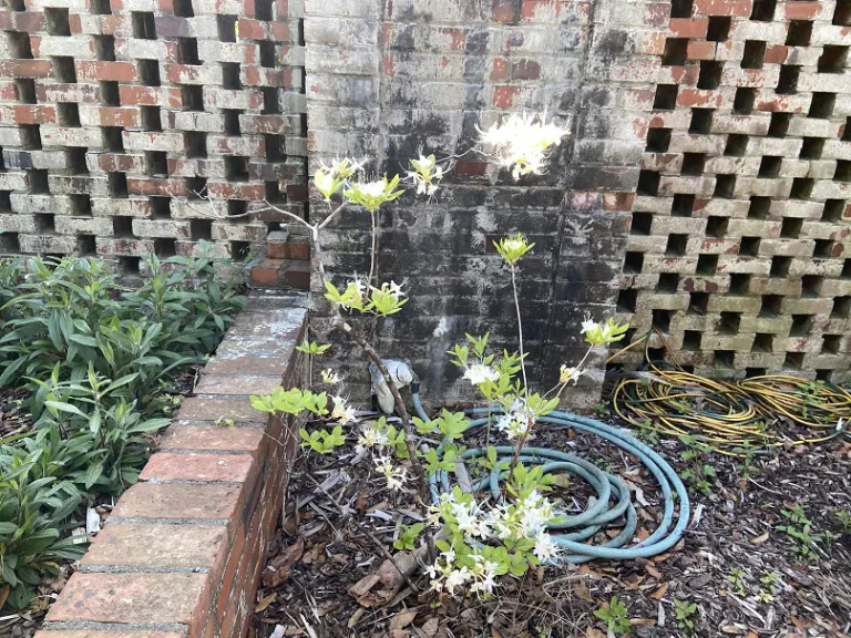 Rhododendron alabamense flowering habit