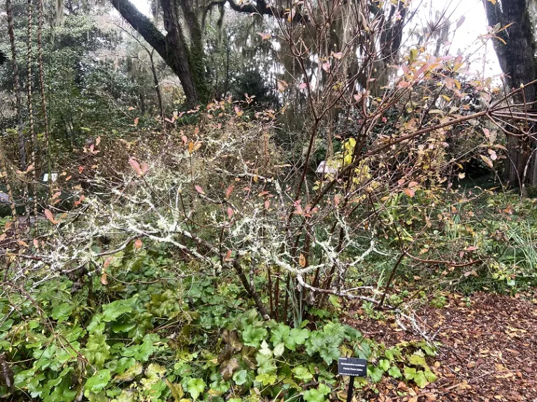 Rhododendron austrinum fall habit