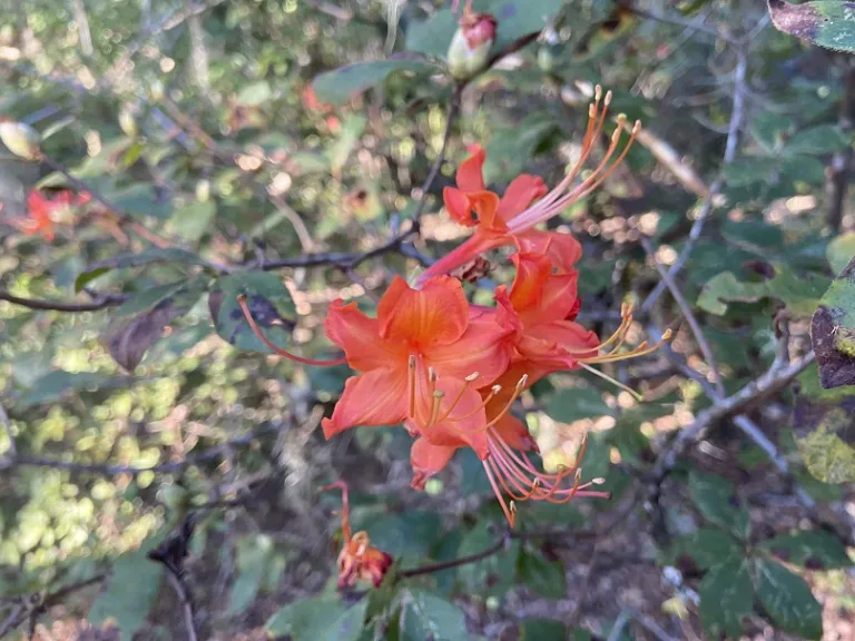 Rhododendron flammeum flower