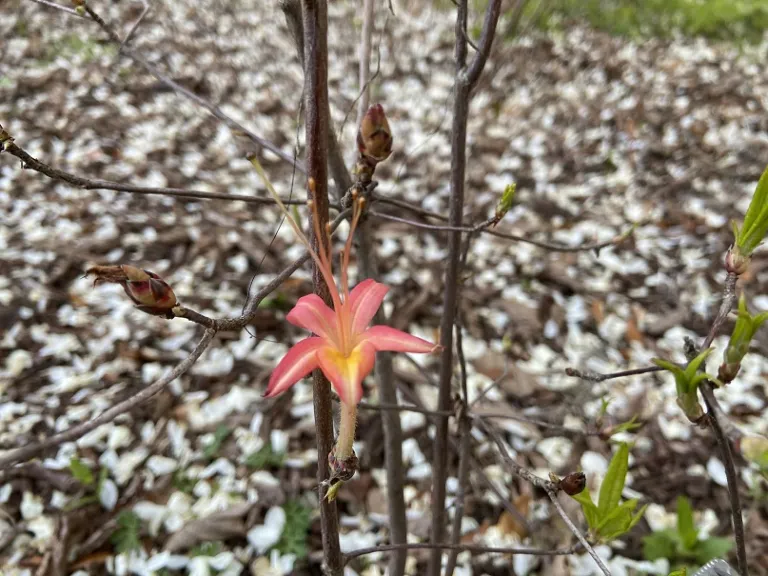 Rhododendron viscosum x arborescens 'Pink Ember' flower