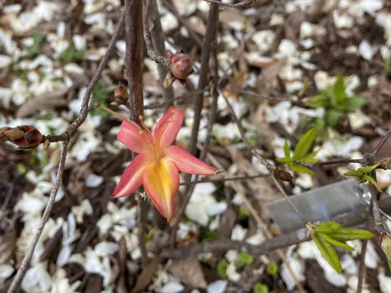 Rhododendron viscosum x arborescens 'Pink Ember' flower