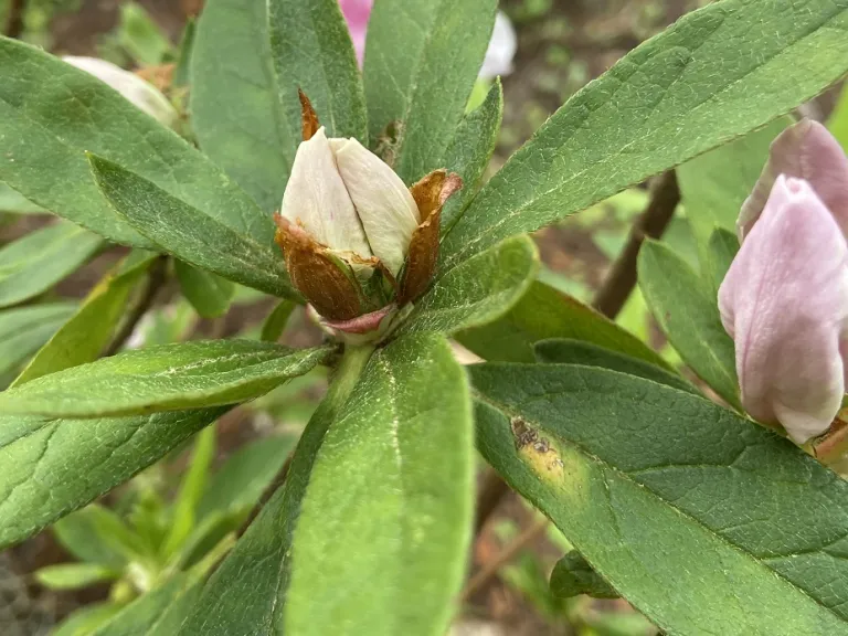 Rhododendron 'George Lindley Taber' flower buds