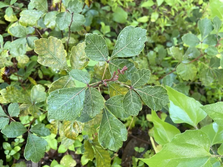 Rhus aromatica 'Gro-Low' foliage