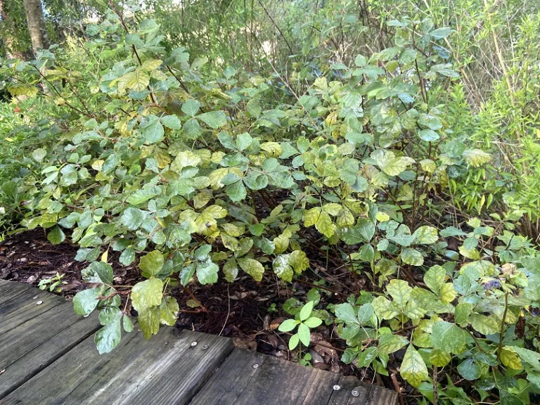 Rhus aromatica 'Gro-Low' habit