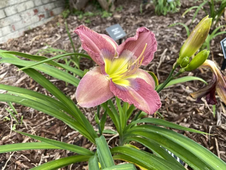 Hemerocallis 'Rhythm of Love' flower