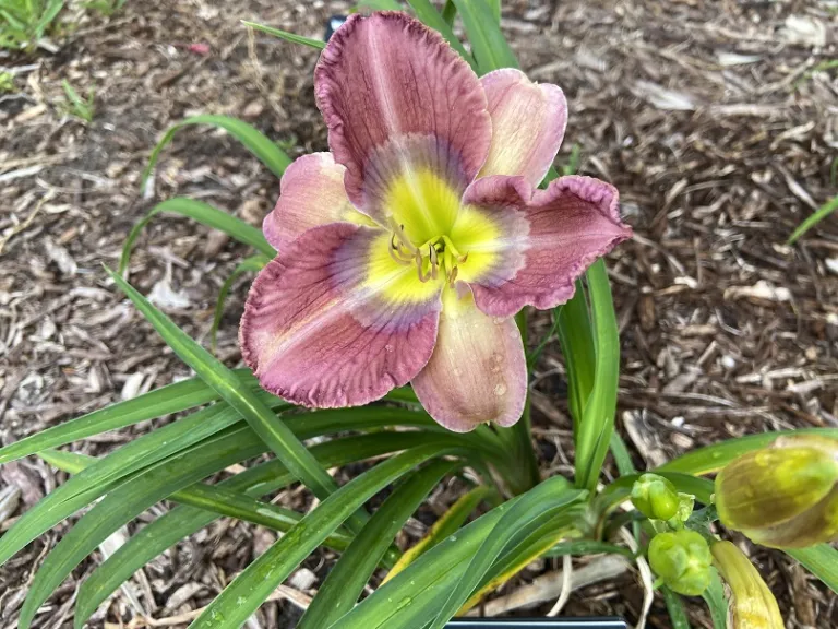Hemerocallis 'Rhythm of Love' flower