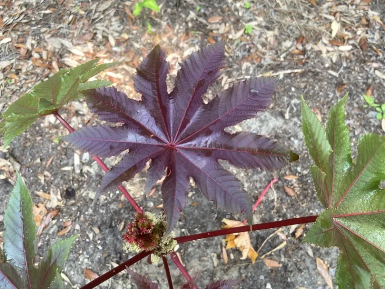 Ricinus communis 'Carmencita Bright Red' foliage