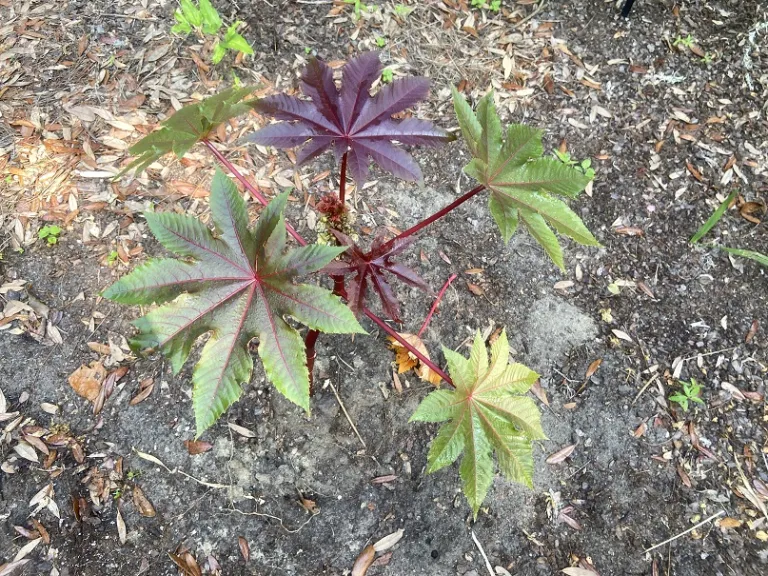 Ricinus communis 'Carmencita Bright Red' variable foliage