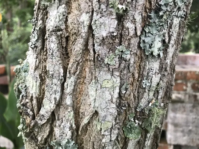 Robinia pseudoacacia bark