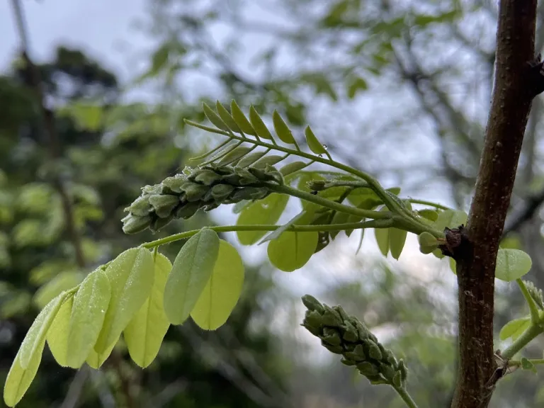Robinia pseudoacacia new leaves and flower buds