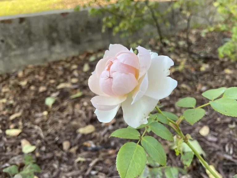 Rosa 'AUSbonny' (Wildeve) flower