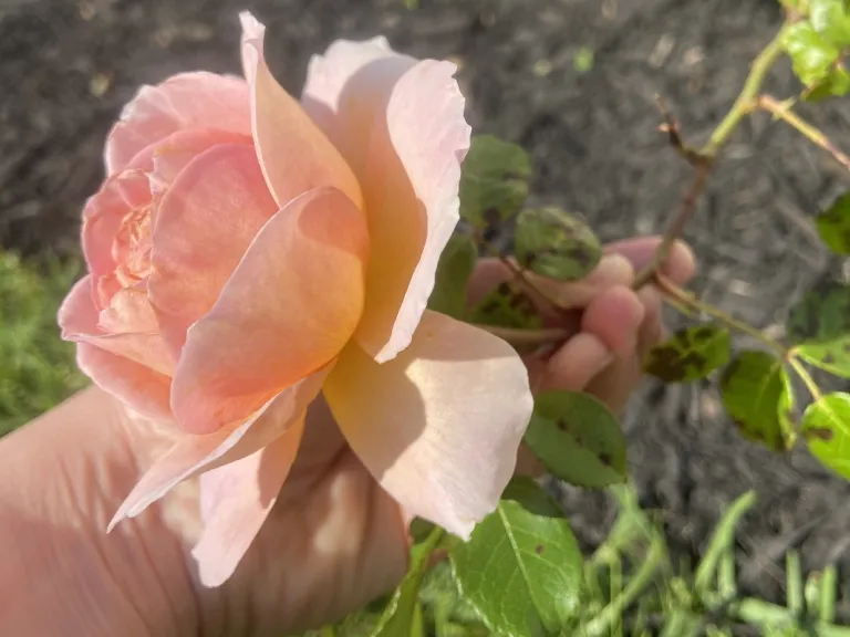 Rosa 'AUScot' (Abraham Darby) flower