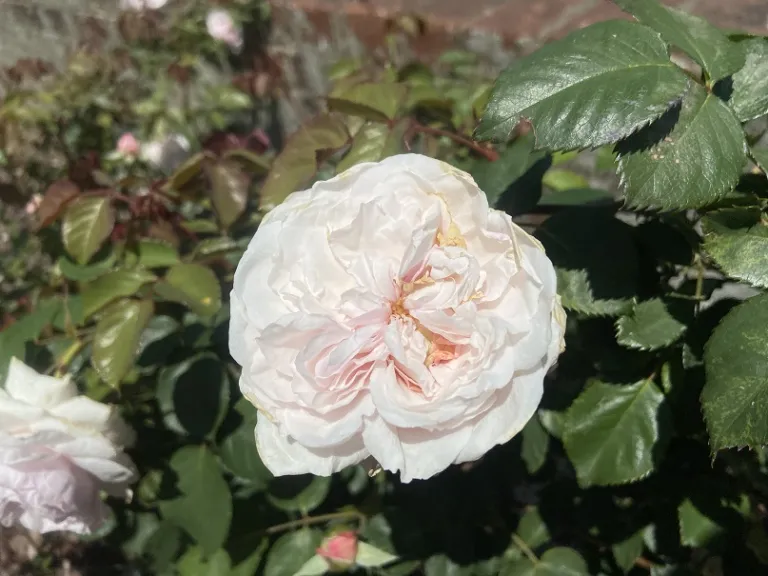 Rosa 'AUSmixture' (Olivia Rose Austin) flower