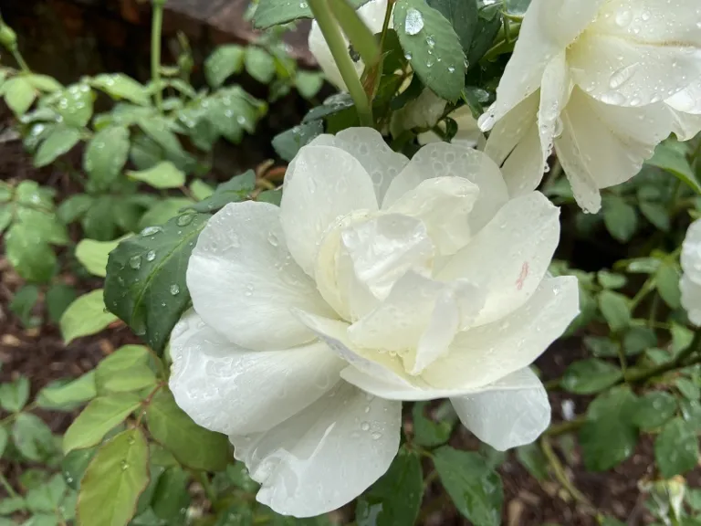 Rosa 'AUSrelate' (Lichfield Angel) flower