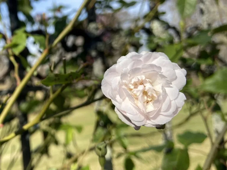 Rosa 'Blush Noisette' flower