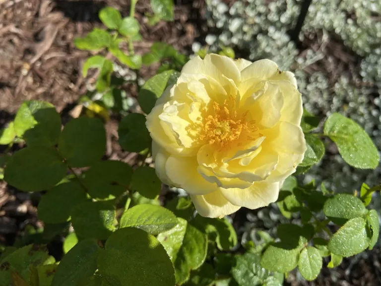 Rosa 'CLEheat' (Good Ol' Summertime™) flower