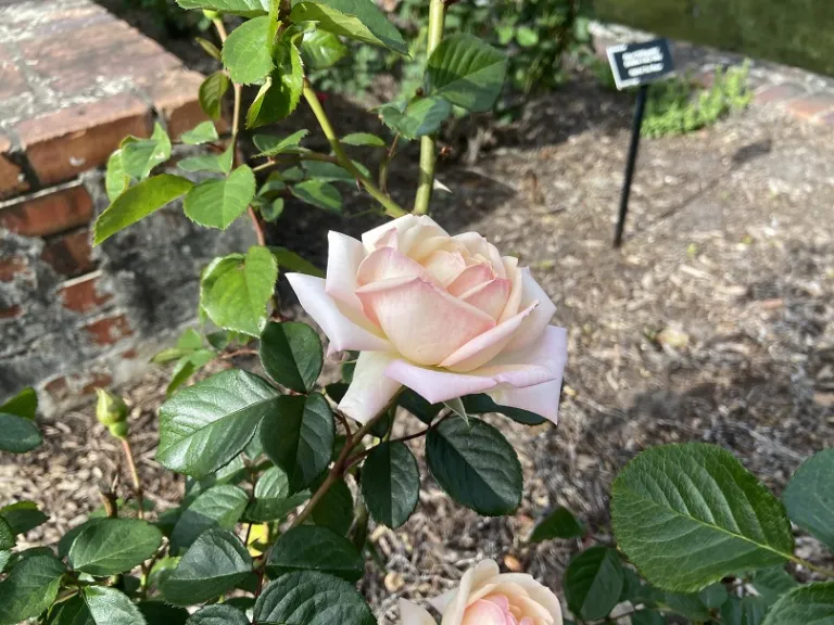 Rosa 'COCquiriam' (White Gold) flower