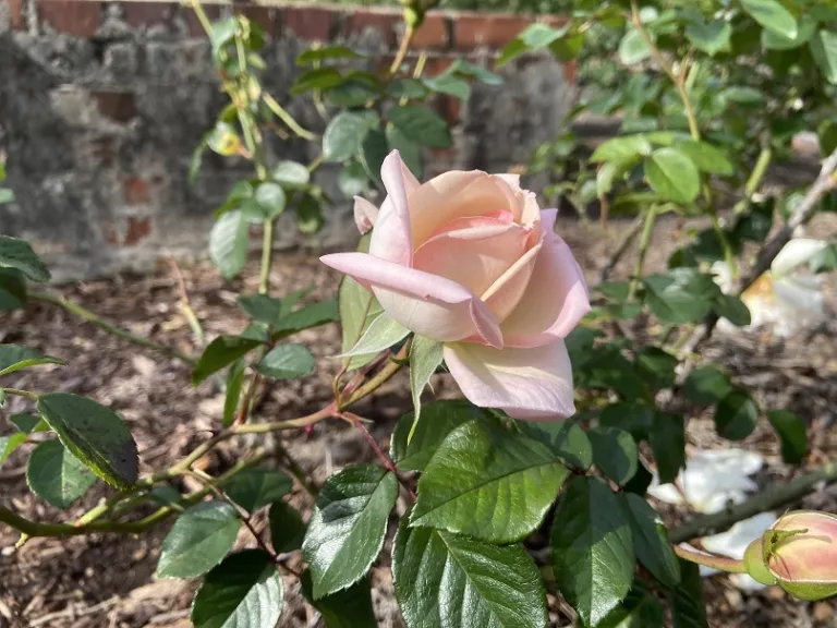 Rosa 'COCquiriam' (White Gold) flower opening