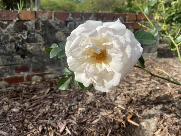 Rosa 'COCquiriam' (White Gold) flower