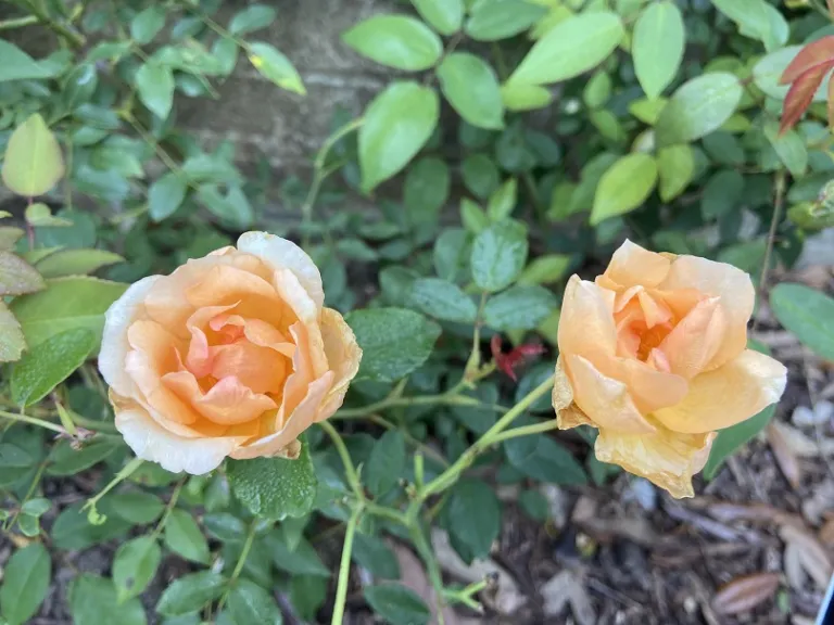 Rosa 'Crépuscule' flowers