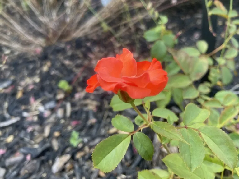 Rosa 'DICinfra' (Disco Dancer®) flower