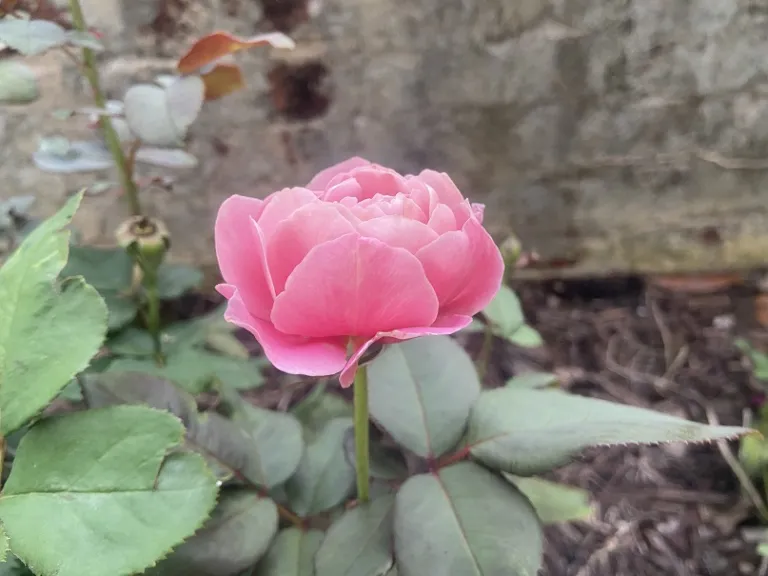 Rosa 'Distant Drums' flower