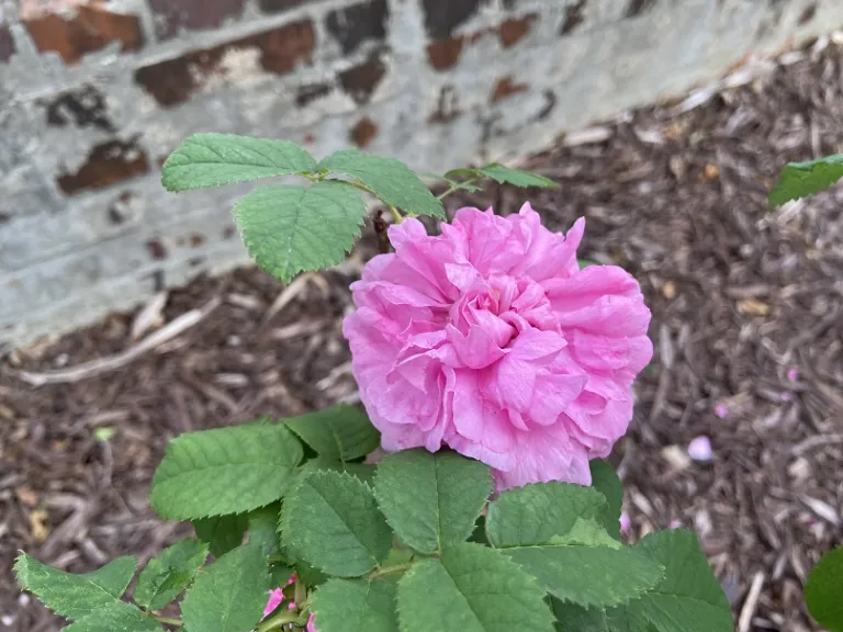 Rosa 'Duchesse de Rohan' flower