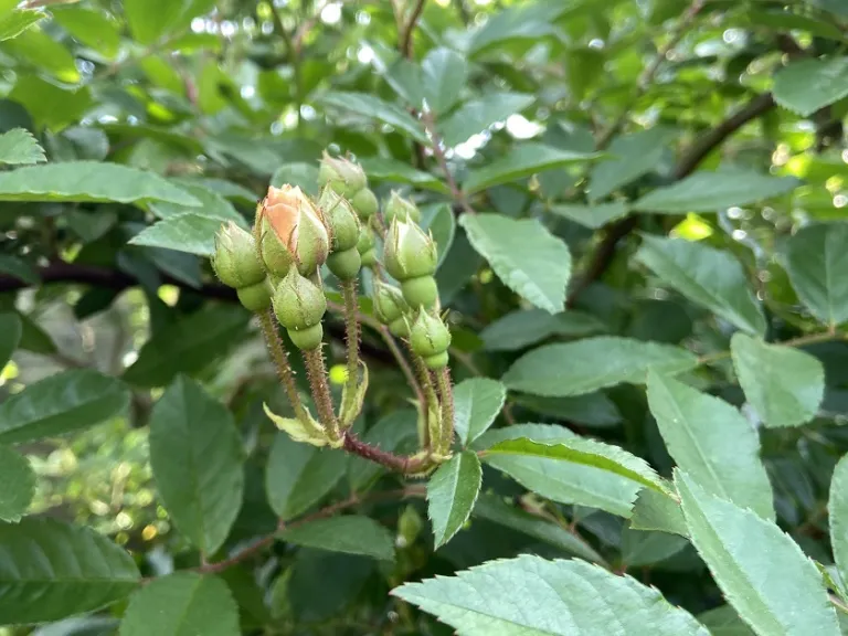 Rosa 'Ghislaine de Féligonde' flower buds