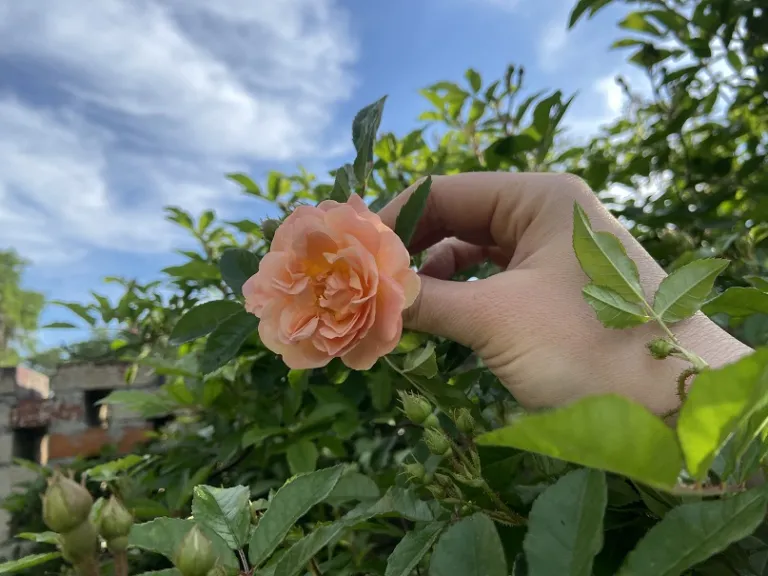 Rosa 'Ghislaine de Féligonde' flower