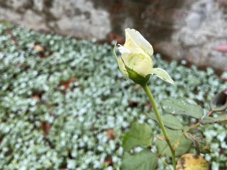 Rosa 'JACsegra' (Pope John Paul II™) flower bud