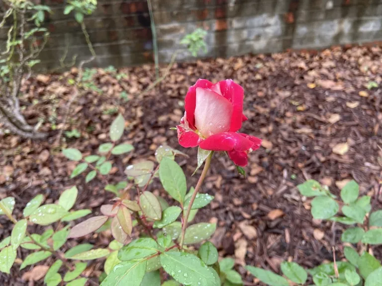 Rosa 'JACtwin' (Love™) flower bud