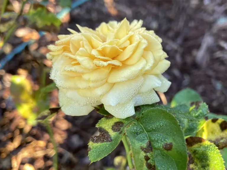 Rosa 'KORangober' (Sweet Jane™) flower